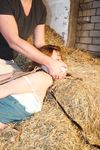 Spoiled Pantless Girl Tied with Rope and Banged Hard in the Barn